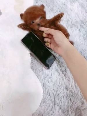 A post by @cutepet520 on TikTok caption: Like to eat fingers #pet #dog #cute #fyp