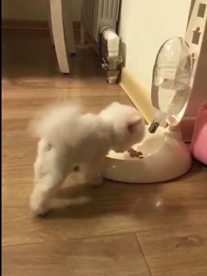 A post by @cutepet520 on TikTok caption: Delicious to fly #cute #doglove #pet #fyp