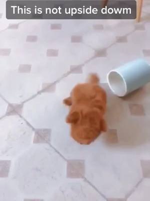 A post by @cutepet520 on TikTok caption: This is not upside down #dog #pet #cute #nice #fyp