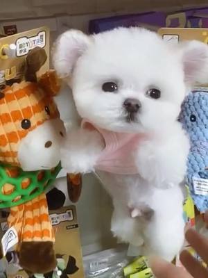 A post by @cutepet520 on TikTok caption: Trembling, see?#pet #dog #small #fyp