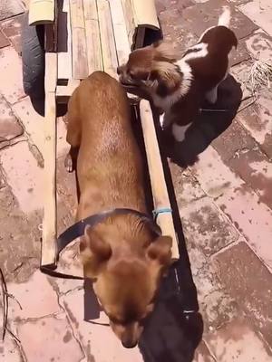 A post by @funnytools on TikTok caption: A good friend #dog #pet#tools #fyp