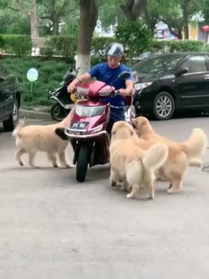 A post by @puppysummer on TikTok caption: The motorcycle was too small to carry four golden retrievers#dog #petstory #pet #doglover See more