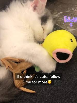 A post by @nakk_wiwi on TikTok caption: Did u know Bellsprout🤔 #fyp #foryou #catsoftiktok #petlover