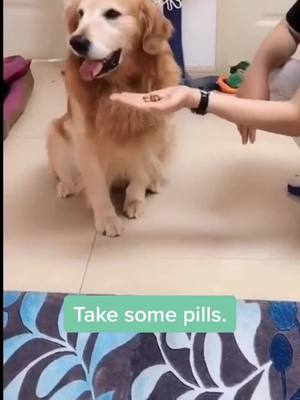 A post by @lilianpetlover on TikTok caption: Love my poor puppy.😪❤️❤️❤️#puppy #pets #lovely #foryoupage