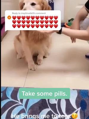 A post by @lilianpetlover on TikTok caption: Reply to @maylinvalle5 #puppy