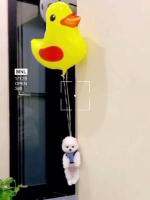 A post by @cutepettv on TikTok caption: puppy fly!?#puppy#puppylove#puppystory#help#foru#DeliveryHeroes