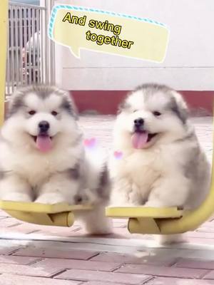 A post by @angle2695 on TikTok caption: WHO’s fatter.😓#cute #alaskanmalamute #dogs#petsvlog #puppy#animals #foryou#fyp#fypシ