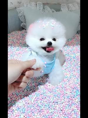 A post by @susardog on TikTok caption: so cute, do you like? #dog #pets #foryou #foryoupage