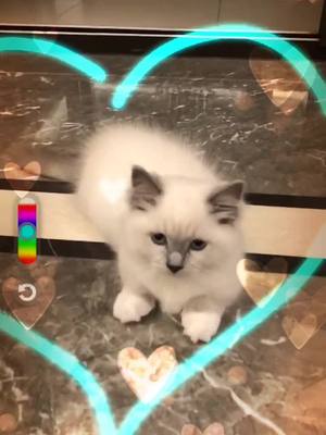 A post by @nakk_wiwi on TikTok caption: Love u, Nana🥰🥰 #TikTokBrushes #catsoftiktok #petlover #fyp #foryou