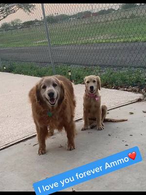 A post by @dreaperez05 on TikTok caption: RIP to my best friend Ammo... you will forever be in my heart...❤️❤️ #RaiseYourVoice #goldenretriever #forever