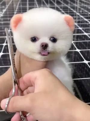 A post by @comeoncoco on TikTok caption: When I'm putting on makeup…😛#cuppuppypet #cuppuppy #petlover #puppylove #PetsOfTikTok #dogsoftiktok #cute #foryou