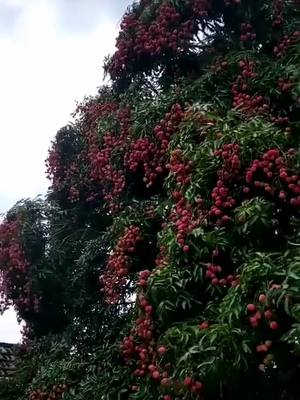 A post by @stillwatersrundeep on TikTok caption: #litchi #garden