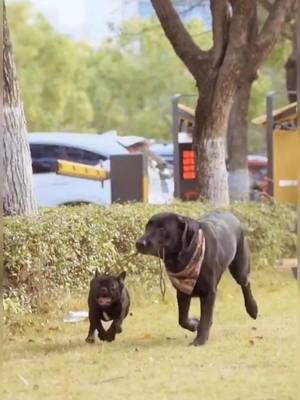 A post by @lovestories27 on TikTok caption: Dogs always like to help others. Give him a ❤️ and wish them good luck pls. #dog #dogs #pet #petlover #foryou #fyp