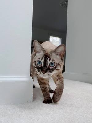 A post by @bondi.sb on TikTok caption: Must. investigate. everything. #cats #funny #fyp