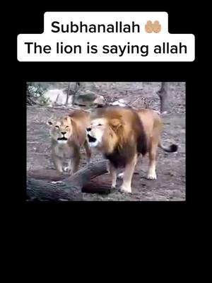 A post by @islamicquestions on TikTok caption: #fyp #foryou #foryoupage #islam #islamic #islamic_post #islamic_center_official #islamic_video #love_allah_muhammad #islamic_media #lion #islamicpage