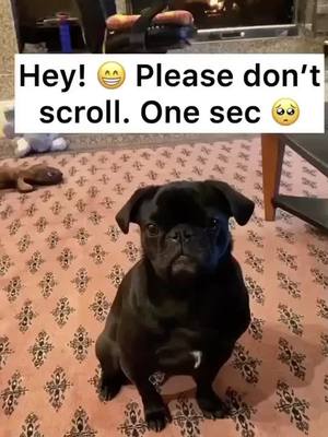 A post by @misslunathepug on TikTok caption: STOP! I made something for you 💝 #dogsoftiktok #cute #dog