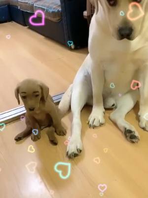 A post by @lovesdogs4ever on TikTok caption: Like father and son🤪🤪#dog #doglover #likefatherandson #fyp #foryou