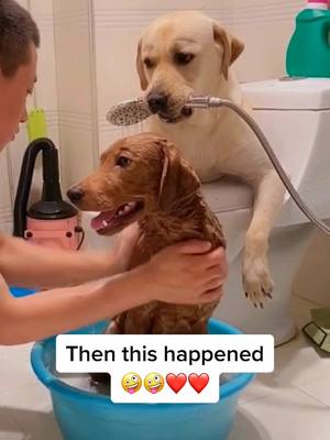 A post by @lovesdogs4ever on TikTok caption: This is love b2w Sam and Davis🤪🤪❤️❤️#dog #doglover #fyp #foryou