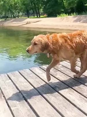 A post by @puppysummer on TikTok caption: diving#dog #SummerVlog #pet#fyp