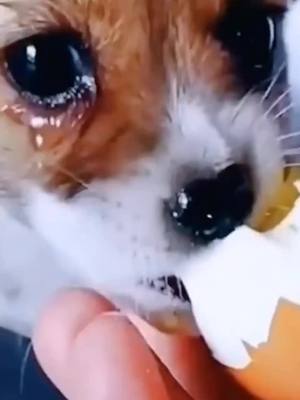 A post by @petsfunning on TikTok caption: #dog #foryou #doglover #petlover #dogsoftiktok #fyp 😭😭please don’t cry 🥺🥺