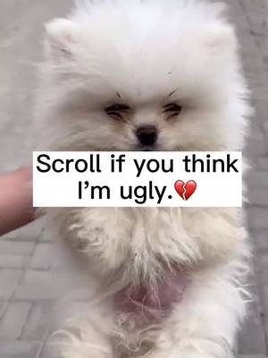 A post by @comeoncoco on TikTok caption: Follow if you think I’m cute.😉#BeautyReview #cuppuppypet #cuppuppy#petlover #puppylove #PetsOfTikTok #dogsoftiktok #foryou #cute