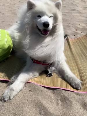 A post by @cutesamson on TikTok caption: Enjoying a windy day at the beach! #beach #beachdog #windybeachday  #lifeisabeach