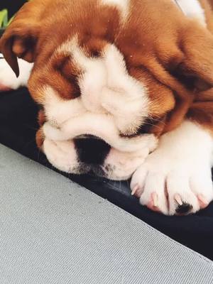 A post by @brooklyn__melon on TikTok caption: Ice 🧊 baby #englishbulldog #englishbulldogpuppy #iceicebaby