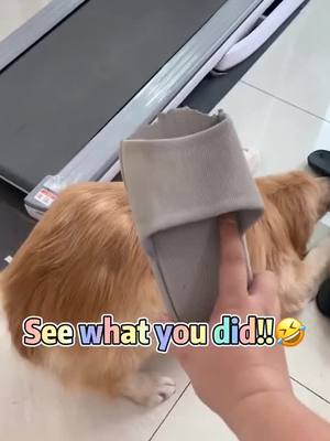 A post by @petstoryyy on TikTok caption: See what's you did😂😢😫How did i do can let u don't bite my shoes?😂#fyp #foryoupage #BeautyReview #GreentoPurple