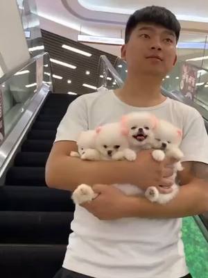 A post by @aizz44 on TikTok caption: Haha. My baby I love you#dog