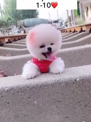 A post by @comeoncoco on TikTok caption: Follow if you think I'm cute. 😝 #cuppuppypet #cuppuppy #petlover #puppylove #PetsOfTikTok #dogsoftiktok #foryou #LaughPause