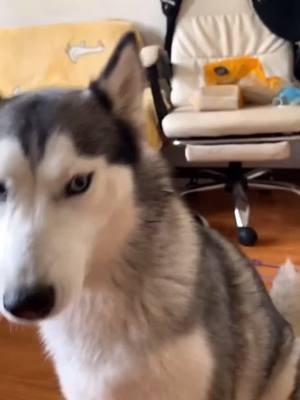 A post by @funny.pets.family on TikTok caption: How to coax a Husky？#relax #pet #funny #dog #husky #foryou #fyp #foryoupage