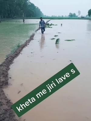 A post by @naveensheokand12 on TikTok caption: tere se sutri chorri mare kheta me jiri lave sss#LaughPause #barwala80 @amitsheokand377 @13deepsheokand @parteek_kakrod_7 @ravikakrod0 @amitsheokandka