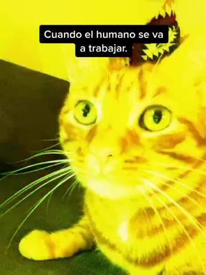 A post by @mickykardashian on TikTok caption: Arre Micky ! 🤠 #partytime #catsoftiktok #cats #catsvideo #catwalk #catparty #catorange #cat #catsounds #parati #tu #mexico #crazycat #gato #gatos #me