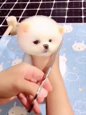 A post by @doudou1577 on TikTok caption: Teacupdog haircut#teacupdog#doggy#HiddenTalents#cutebaby#foryou#cutebaby#doglover#foryou#fyp#fypシ