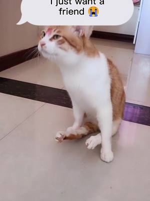 A post by @petgogo on TikTok caption: Do you think I'm not a "perfect" cat?#cat #pet #frp #foryourpage #tiktok