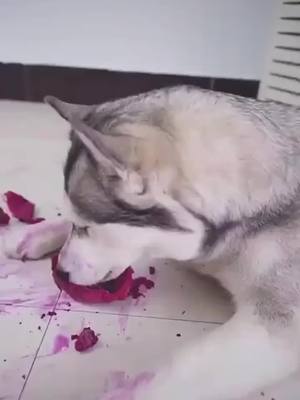 A post by @funhusky88 on TikTok caption: who stole the fruit? special offer in bio if u love dog #GimmeLove #familythings #fyp #cutedog