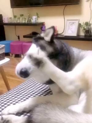 A post by @funny.pets.family on TikTok caption: #pet #dog #husky #funny #fyp #foryou #foryoupage