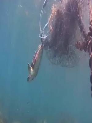 A post by @funny.pets.family on TikTok caption: Poor turtle,he need free#turtle #ocean #sea #save #help #fyp #foryou #foryoupage