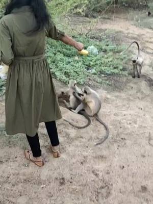 A post by @prakashnisha07 on TikTok caption: monkeys  ki help