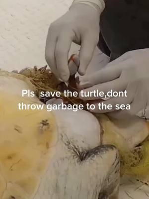 A post by @funny.pets.family on TikTok caption: Save turtle#turtle #sea #ocean #fyp #foryou #foryoupage #save #nature