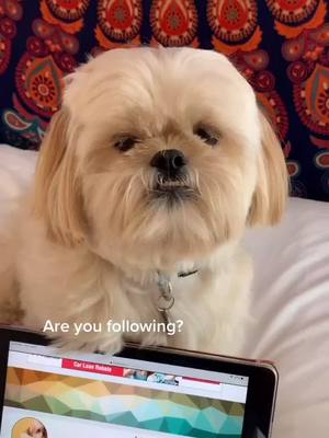 A post by @friendlypuppy on TikTok caption: Are you? 🥺 #foryoupage #foryou #cute #leddy