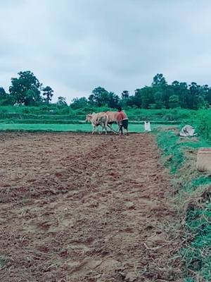 A post by @stylishanand143 on TikTok caption: 1 salute for all farmers 🙏#trending #foryoupage #odiamuser #ak47angul