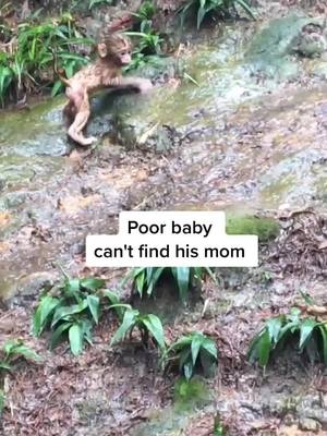 A post by @monkeylife666 on TikTok caption: #foryou #monkey #babymonkey Please tell me what to do？