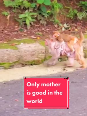 A post by @monkeylife666 on TikTok caption: #foryou #monkey #babymonkey #cute #Love Only mother is good in the world❤️❤️❤️