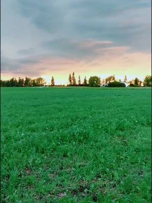 A post by @halnixdorff on TikTok caption: Grazing them annuals #beef #hereford #ag #ranch #ranchlife #farm #farmlife #foryourpage #fyp #ab #skyline #farmer #rancher #whiteface #sk #mt #cattle