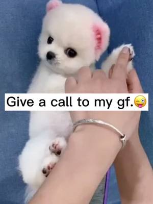 A post by @comeoncoco on TikTok caption: I haven't seen my girlfriendfor months.😣#cuppuppy #cuppuppypet #petlover #puppylove #dogsoftiktok #PetsOfTikTok #foryou #HungerGames