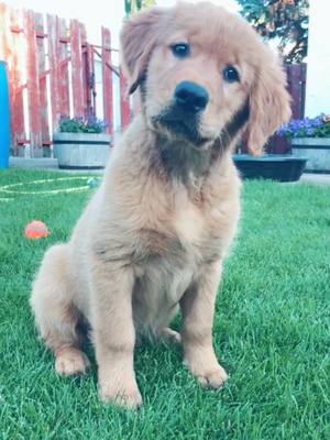 A post by @rugerthegoldenretriever on TikTok caption: #goldenretriever #fyp #puppy #headtilt