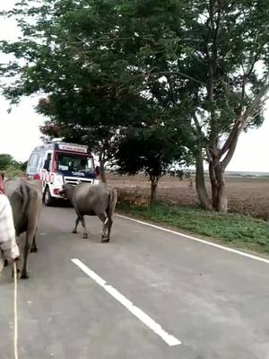 A post by @nature_lover_ram_p on TikTok caption: today in my village new ambulance🚑🚑 going అవుకు mandal government hospital 👈 jai jagan anna