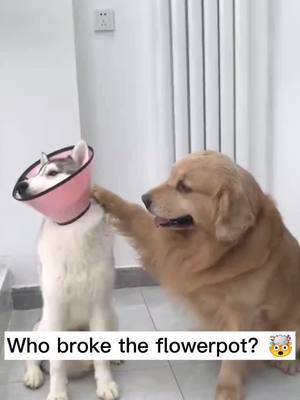 A post by @superpetdaily on TikTok caption: Your not my brother any more. 🐕🐩🙃😂😂#petlover #dog #fouyou #foryoupage #fyp #DogsOfTikTok