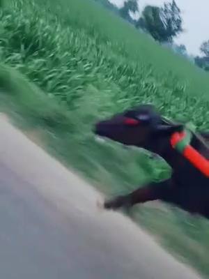 A post by @deepa.kohand4646 on TikTok caption: 🐃 Race #deepakohand4646 #tiktokindia